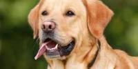 Personnes habilites  dispenser la formation portant sur le comportement canin